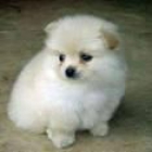 el perrito pomeranian blanco puro para ustedes ama en la tarjeta del día de San - mejor precio | unprecio.es