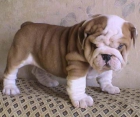 Excelentes cachorras bulldog ingles - mejor precio | unprecio.es