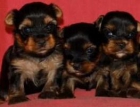 Fantastica camada deyorkshire terrier - mejor precio | unprecio.es