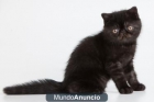 gato exotico negro humo - mejor precio | unprecio.es