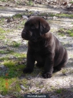 Labrador cachorros amarillos, negros y chocolates de exc calidad - mejor precio | unprecio.es