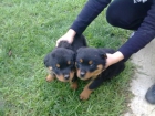 oferta rottweiler anti crisis de calidad - mejor precio | unprecio.es