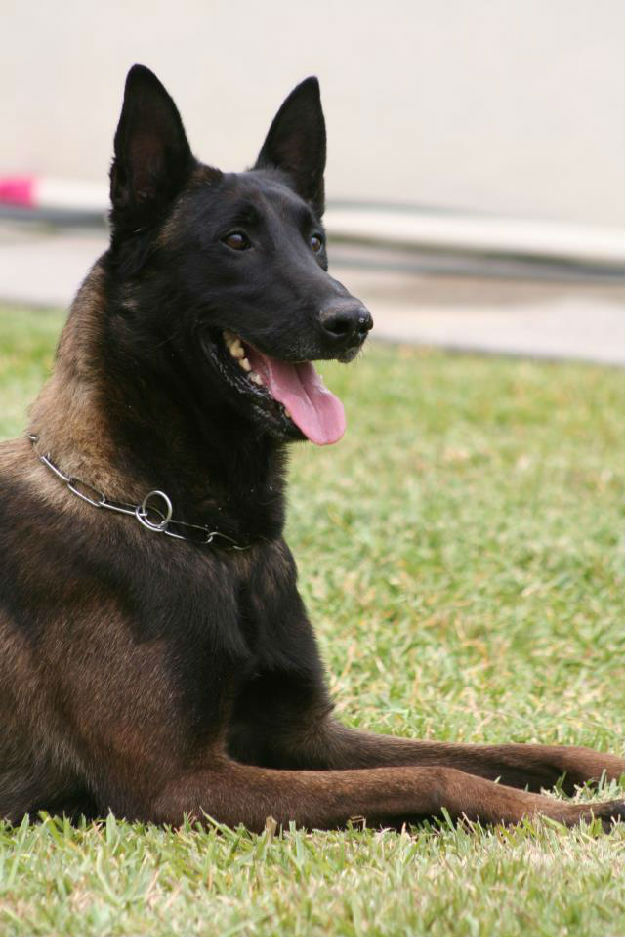 Pastor belga malinois de navarkan