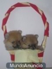 pomeranias bonitas con tres generaciones de pedigree,Alicante. lista en 6 semanas. - mejor precio | unprecio.es