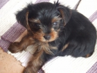 se venden 3 yorkshire terrier - mejor precio | unprecio.es