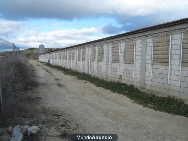 Vendo Granja Porcina de Cebo ( 900 plazas)