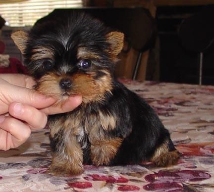 Yorkshire terrier minis economicos en Pontevedra 90