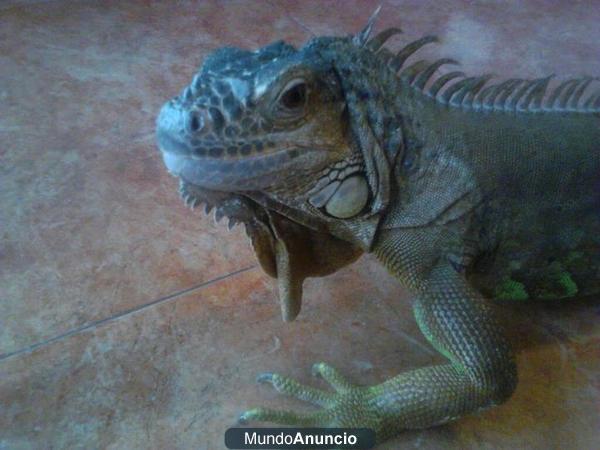 iguana macho 6 años