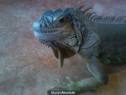 iguana macho 6 años - mejor precio | unprecio.es