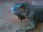 iguana macho 6 años - mejor precio | unprecio.es