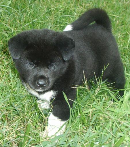 akita americano (gran perro japones)