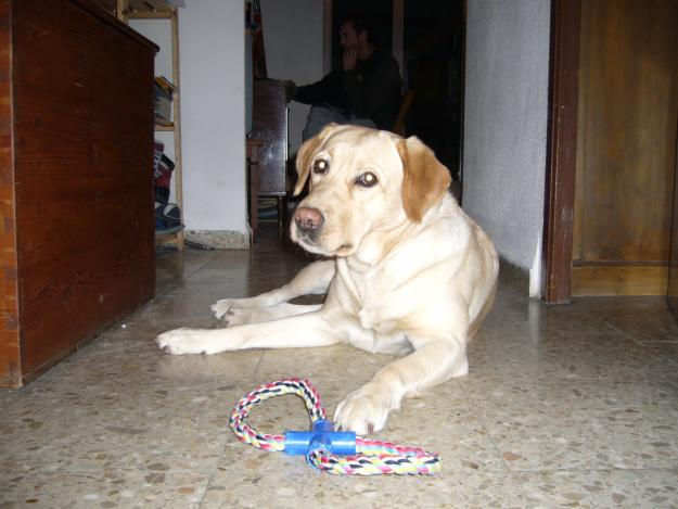 cachorros labrador retriever
