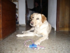cachorros labrador retriever - mejor precio | unprecio.es
