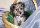 Camadas de cachorros de Yorkshire Terrier - mejor precio | unprecio.es