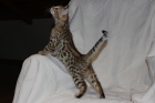 Gatitos bengalis de alta calidad - mejor precio | unprecio.es