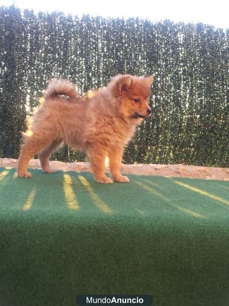 LULU DE POMERANIA,CACHORRO,PERRO,CACHORRO,MASCOTA oferta 280 EUROS.