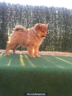 LULU DE POMERANIA,CACHORRO,PERRO,CACHORRO,MASCOTA oferta 280 EUROS. - mejor precio | unprecio.es