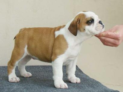 macho y hembra cachorros bulldog Inglés en miniatura