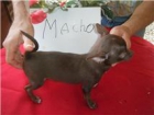 solo me quedan estos 3 machos chihuahua son minis su vacuna y pedegri color chocolate - mejor precio | unprecio.es