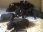 vendo pitbulls - mejor precio | unprecio.es