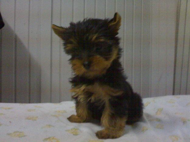 yorkshire terrier toys hembritas cachorras