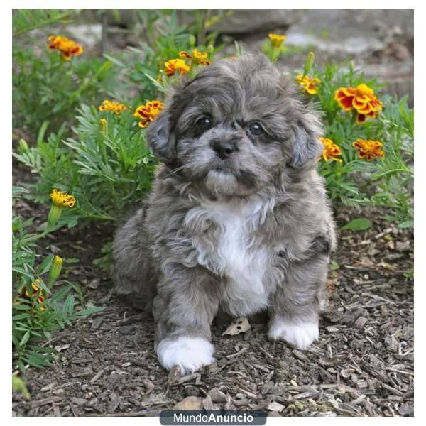 6354  REGALO  Un cachorro pekepoo