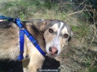 Adopta a Cofee - mejor precio | unprecio.es