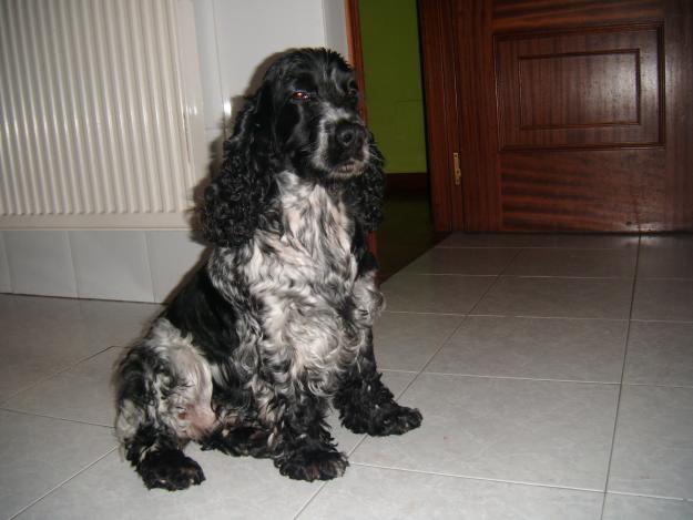 busco un perro cocker para monta...no pago y no cobro!