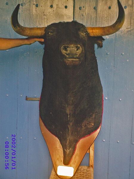 CABEZA DE TORO SOBRE SOPORTE DE MADERA