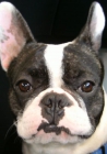 cachorros de bulldog frances - mejor precio | unprecio.es