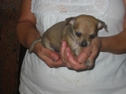 Chihuahua tamaño pequeño,con pedigree.Cachorros. - mejor precio | unprecio.es