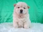 CHOWCHOW , MACHO & HEMBRA DE COLOR BLANCO , CON GARANTIAS Y PEDIGREE , EXCELENTES CACHORRO - mejor precio | unprecio.es