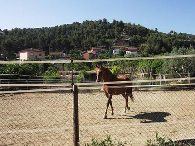 Finca rústica en Vilafranca del Penedès