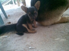 SE VENDE PERRO MINIATURA 150€ - mejor precio | unprecio.es