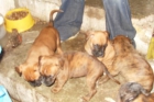 Venta de boxer - mejor precio | unprecio.es