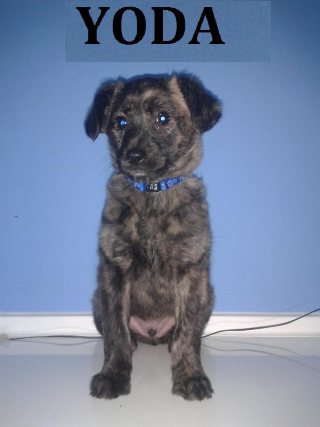 Yoda, cachorro en adopción