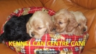 A la venta cachorros de Cocker Ingles - mejor precio | unprecio.es