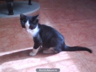 GALA GATITA DOS MESES Y MEDIO EN ADOPCION - mejor precio | unprecio.es
