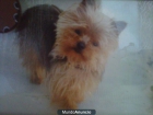 hola soy blacky y busco novia para monta soy un yorsay toy y con pedigry - mejor precio | unprecio.es