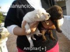 labradores de mama chocolate - mejor precio | unprecio.es
