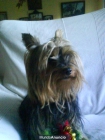 perrita yorsky busca novio - mejor precio | unprecio.es