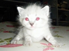 preciosos gatitos blancos atigrados grises - mejor precio | unprecio.es