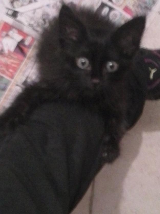 Se regala gatito