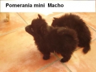 Se vende machito de pomerania mini - mejor precio | unprecio.es