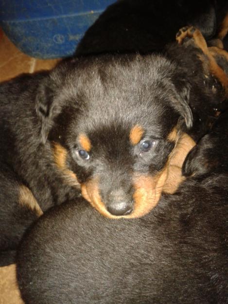 Se venden 3 cachorros de rottweiler