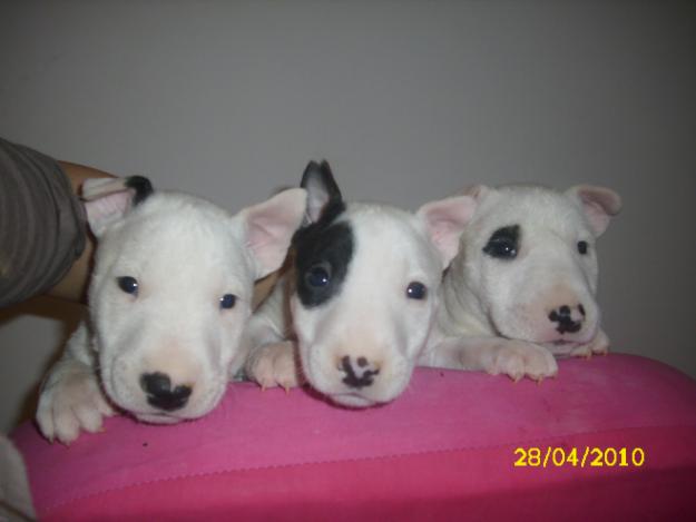 VENDO ULTIMO CACHORRO DE BULL TERRIER