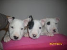 VENDO ULTIMO CACHORRO DE BULL TERRIER - mejor precio | unprecio.es