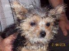 Venta de cachorro yorkshie! - mejor precio | unprecio.es
