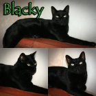 BLACKY, un panterita que busca hogar y familia que lo quiera. - mejor precio | unprecio.es