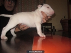 cachorros de bullterrier buen pedigre economicos - mejor precio | unprecio.es